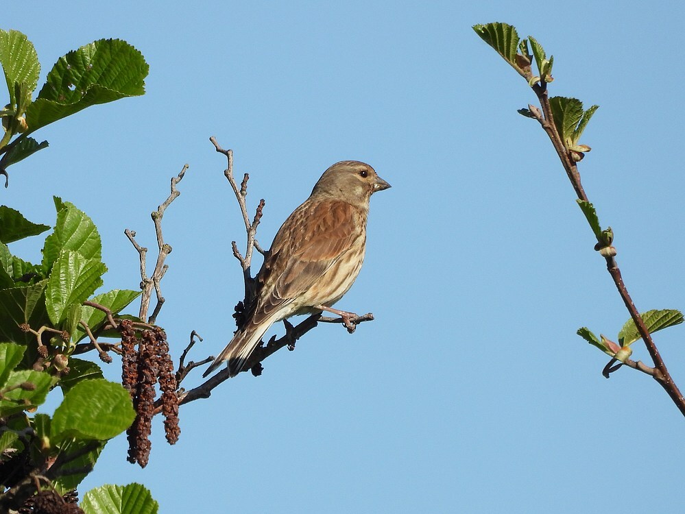 kneuvrouwzouweboezem26042025 1