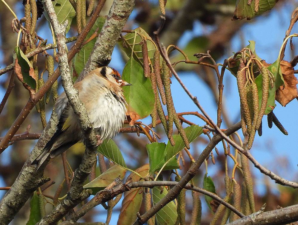 putterinzwarteelszouweboezemgebied26112025