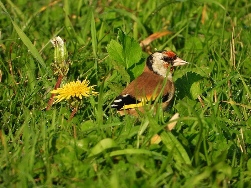 putteroppaardenbloemeverdingen15092020