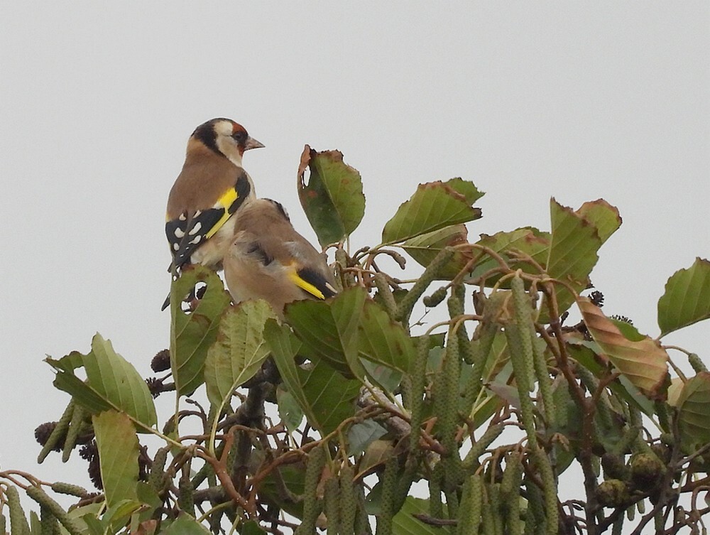 putterszouweboezemgebied13102025