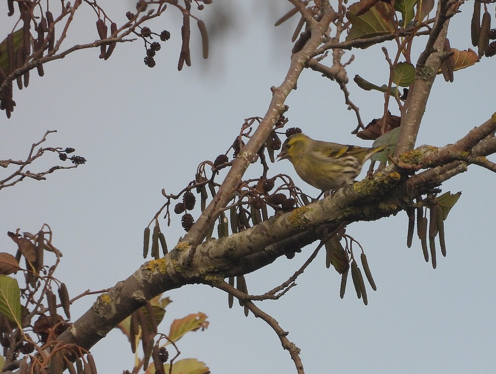 sijsmaninzwarteelszouweboezemgebied08112025 2