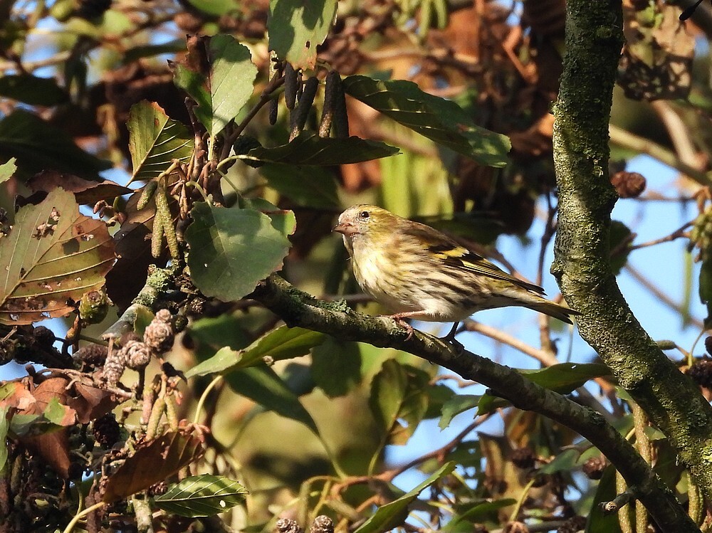 sijsvrouwinzwarteelszouweboezemgebied09112025