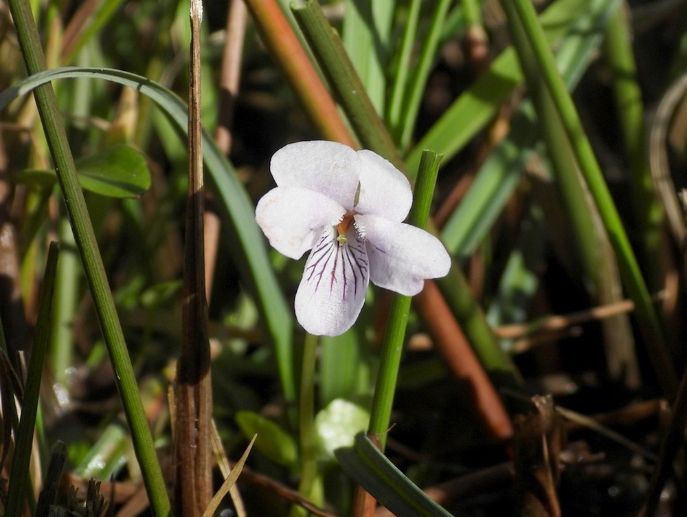 moerasviooltjezouweboezem13042023