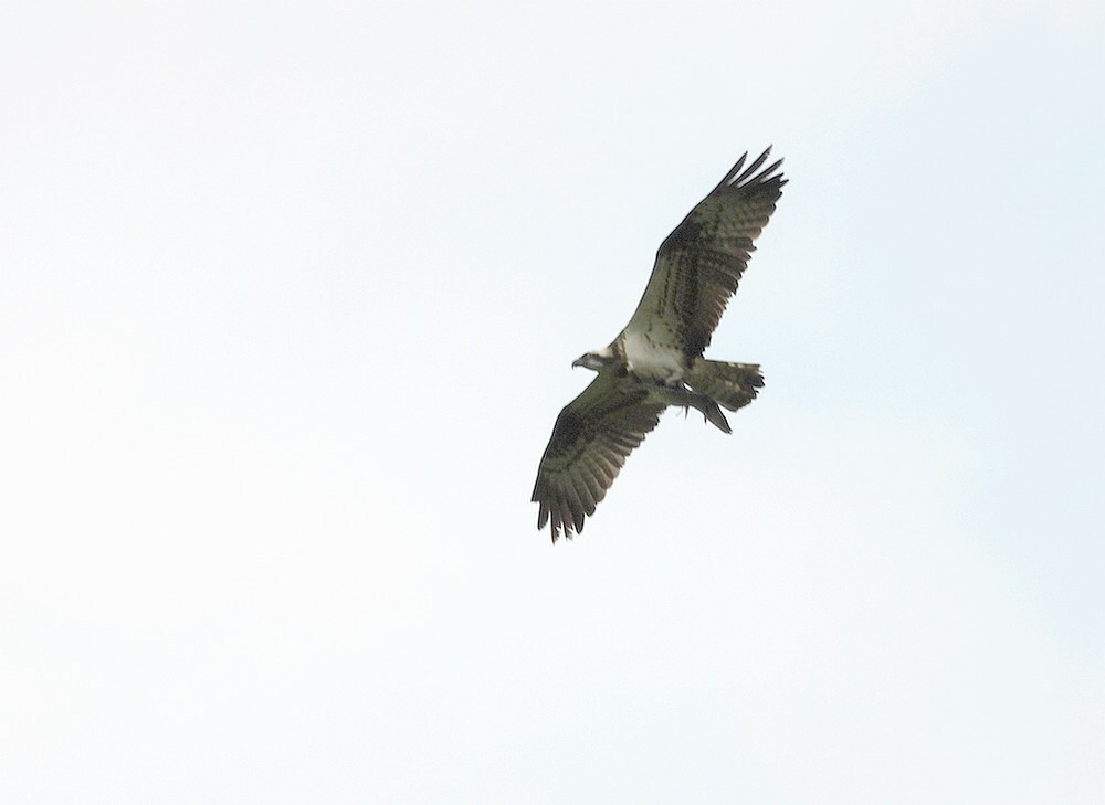 visarendmetsnoekzouweboezemgebied04062025 2