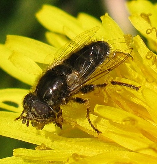 weidevlekoogmanoppaardenbloemlekdijkameide27042009