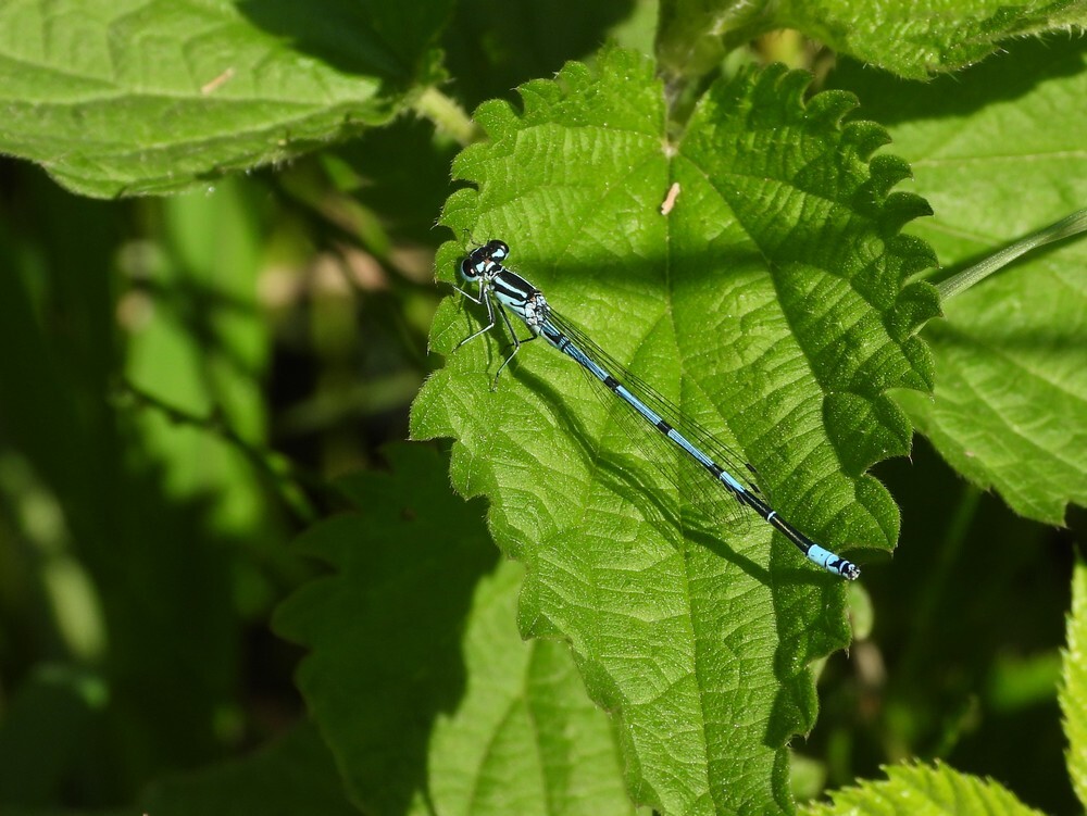 azuurwaterjufferbuitenfortbotanischetuinenutrecht05052024
