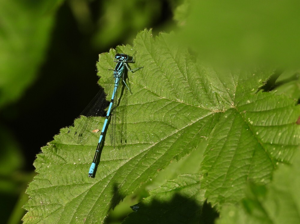azuurwaterjuffermanbotanischetuinenutrecht21052024