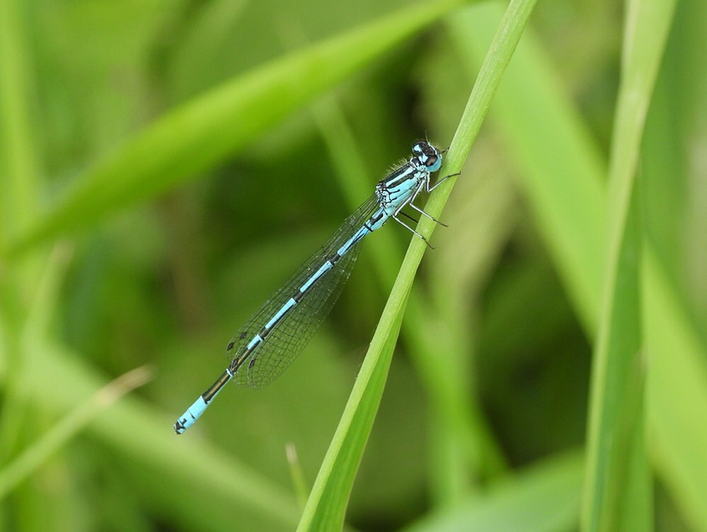 azuurwaterjuffermanzouweboezemgebied01062025