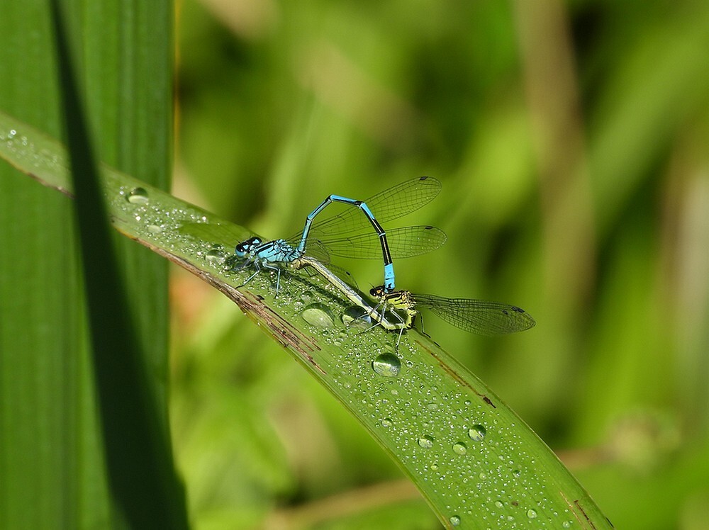 azuurwaterjuffertandemontdektuinbotanischetuinenutrecht21052024