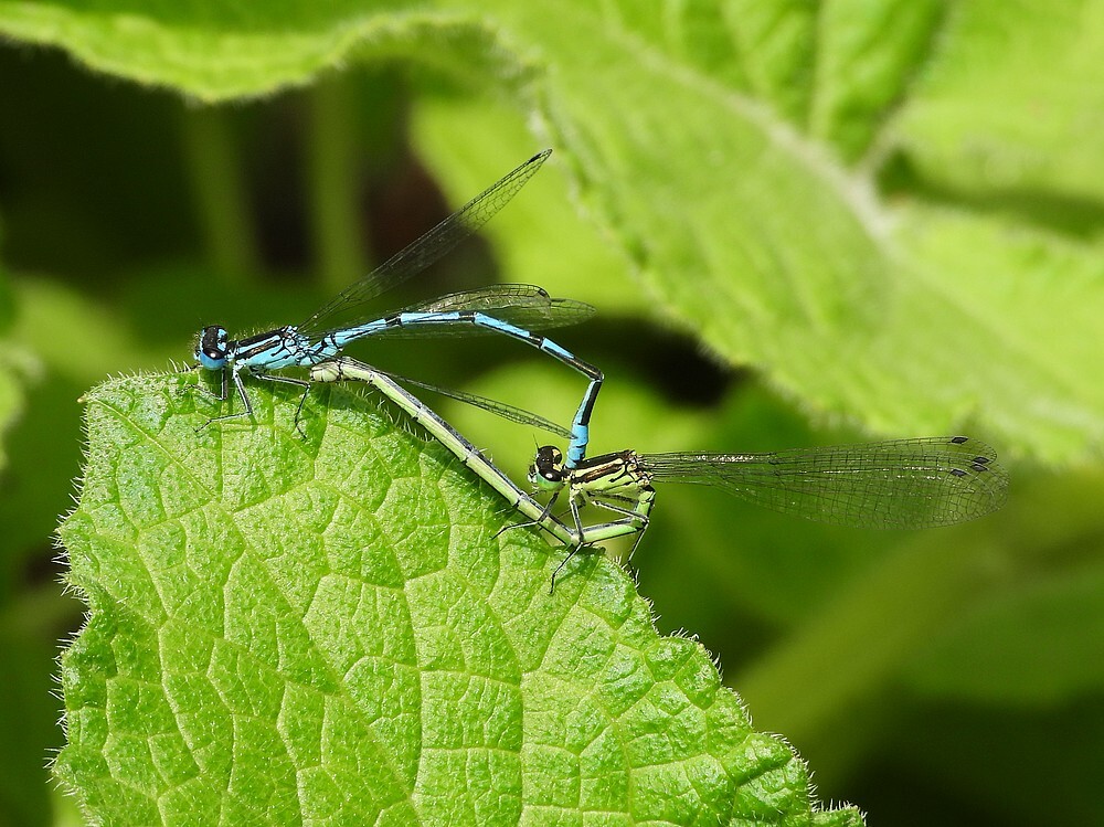 azuurwaterjuffertandemrotstuinbotanischetuinenutrecht23052024