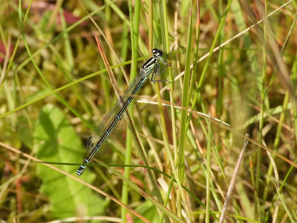 azuurwaterjuffervrouwmaarnsezandgat12062025