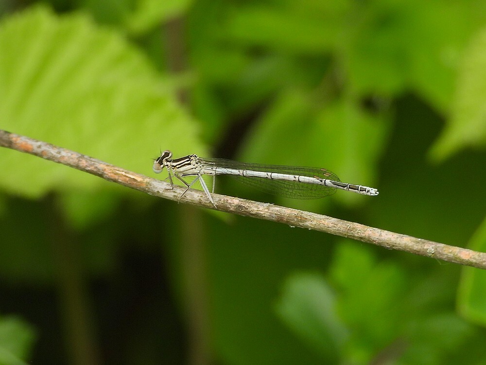 blauwebreedscheenjufferbuitenfortbotanischetuinenutrecht15052024
