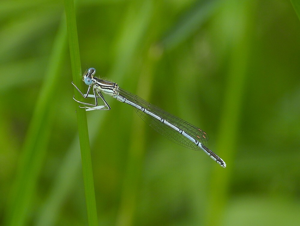 blauwebreedscheenjuffermanbuitenfortbotanischetuinenutrecht09062024
