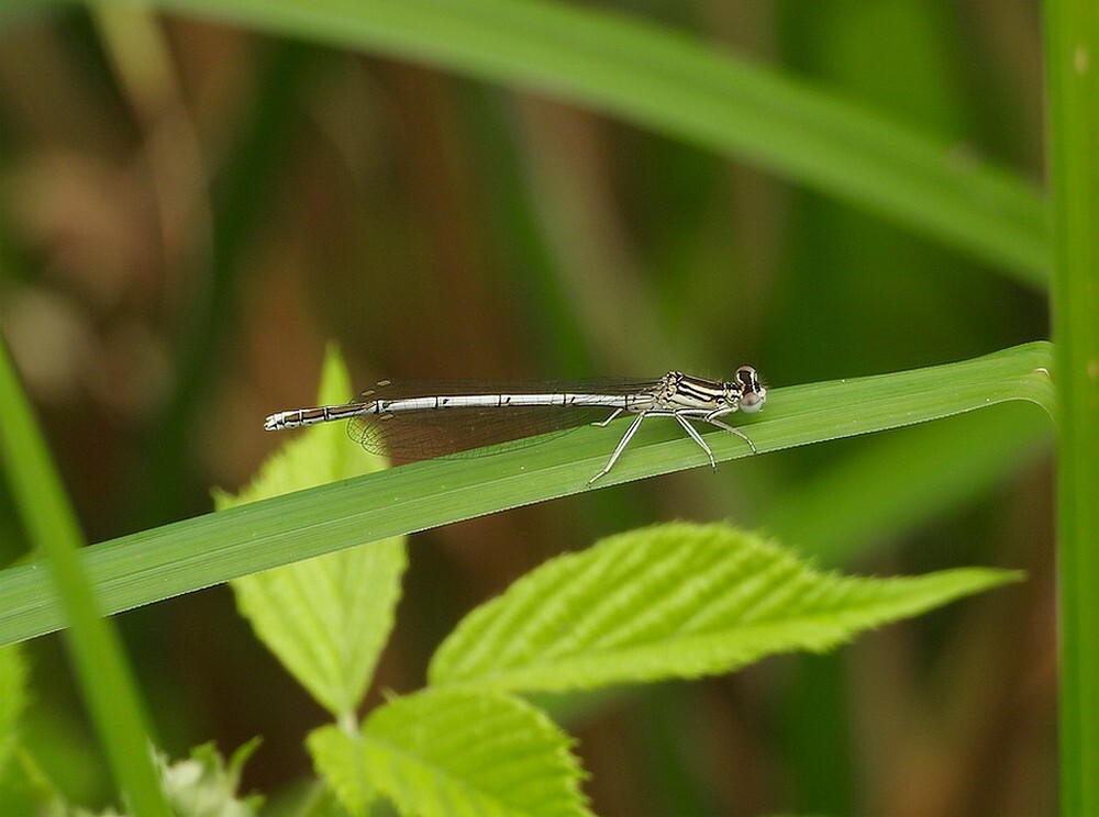 blauwebreedscheenjuffermanbuitenfortbotanischetuinenutrecht21052024