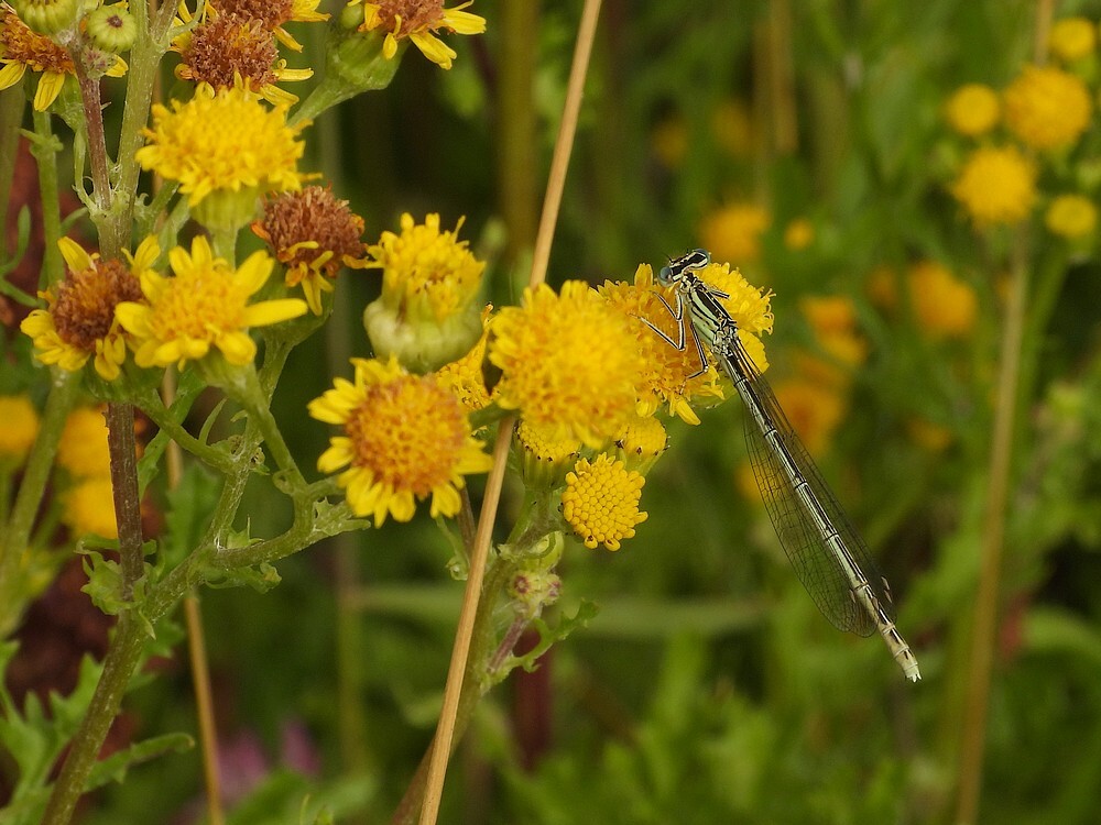 blauwebreedscheenjuffervrouopjacobskruiskruidbuitenfortbotanischetuinenutrecht17072024
