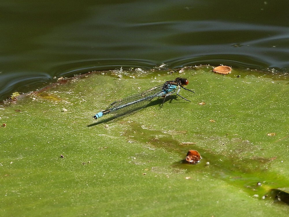 groteroodoogjuffermanopgeleplompfortgrachtbotanischetuinenutrecht13052024