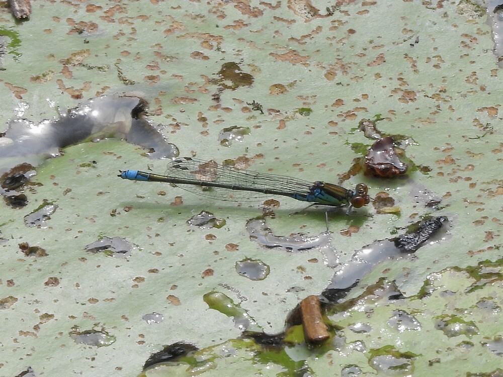 kleineroodoogjuffermanfortgrachtbotanischetuinenutrecht27072024