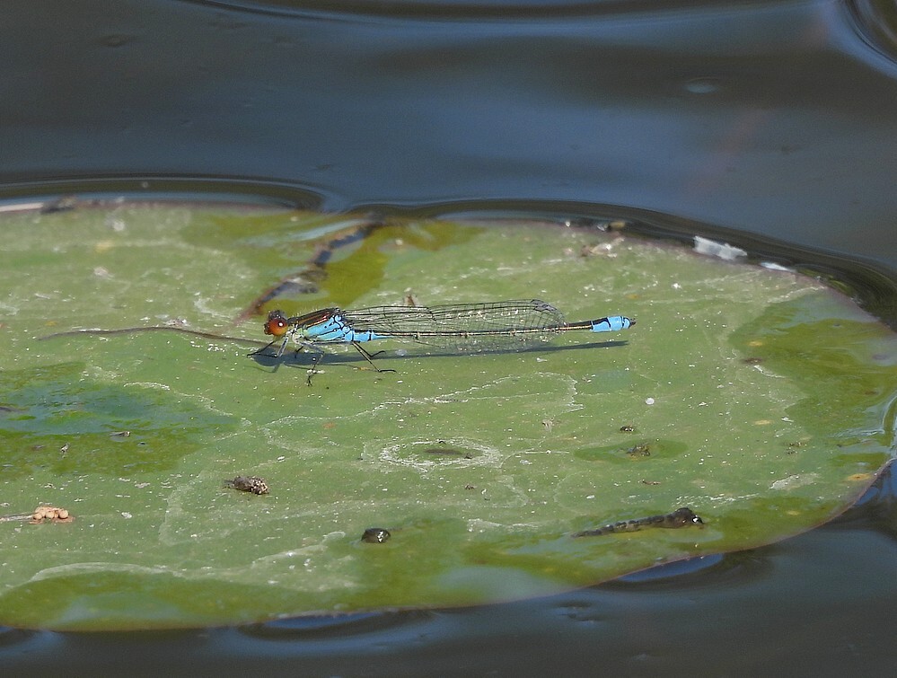 kleineroodoogjufferwaterbassinbotanischetuinenutrecht26062024