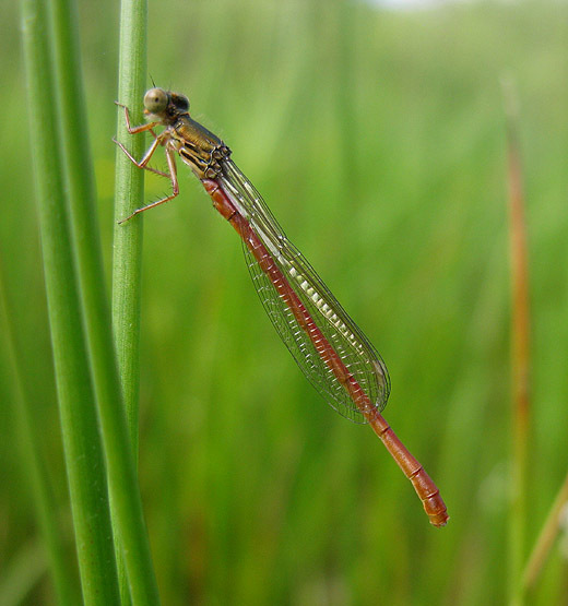 koraaljufferdebrandudenhout28052009
