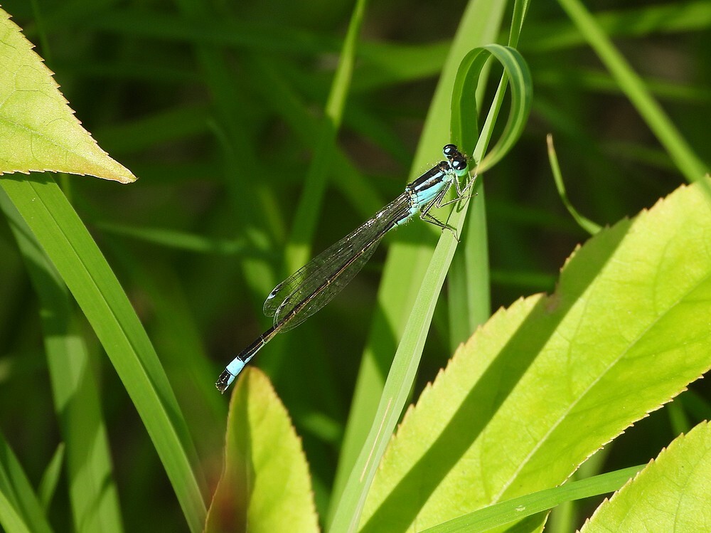 lantaarntjemanblauwbotanischetuinenutrecht05082024