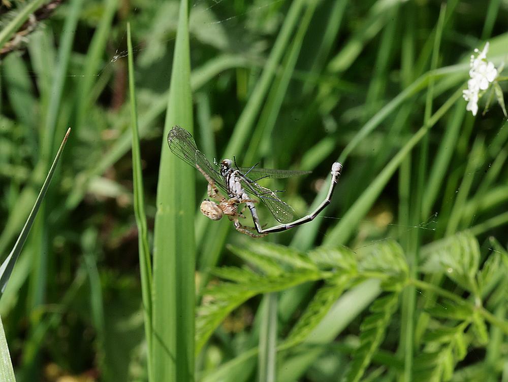 rietkruisspinmet prooivariabelewaterjufferzouweboezemgebied16042026 1