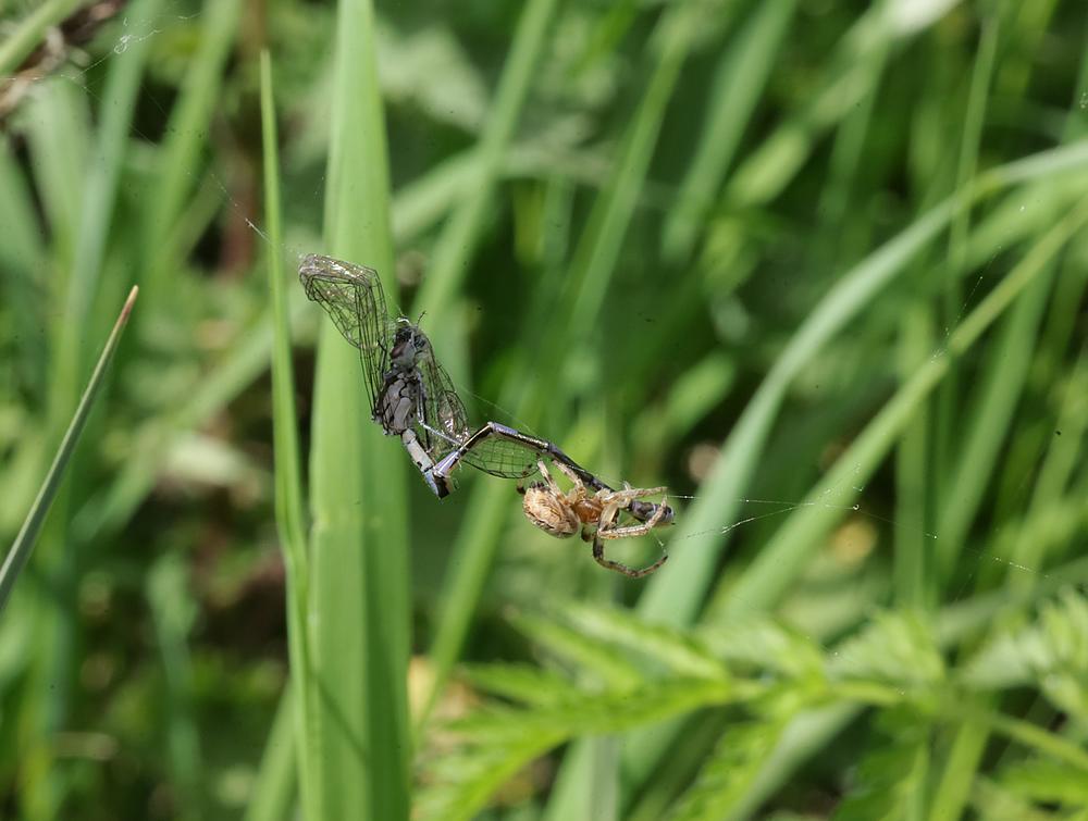 rietkruisspinmet prooivariabelewaterjufferzouweboezemgebied16042026 2