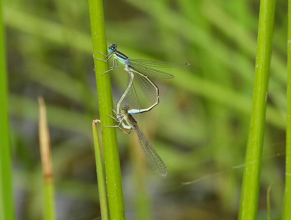 tengeregrasjuffertandemevolutietuinbotanischetuinenutrecht15082024 3