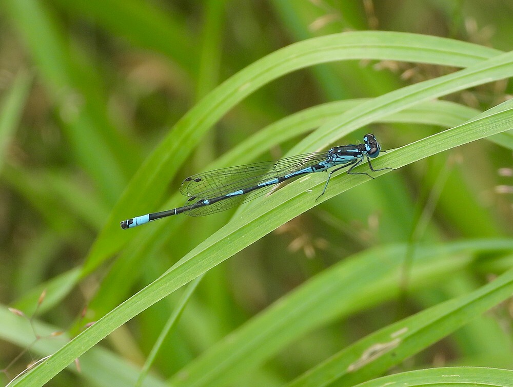 variabalewatejufferbuitenfortbotanischetuinenutrecht25072024