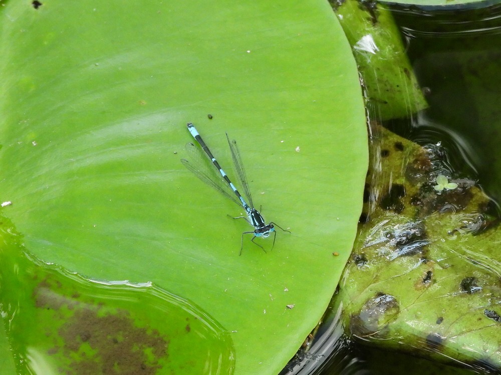 variabelewaterjuffermanfortgrachtbotanischetuinenutrecht19052024