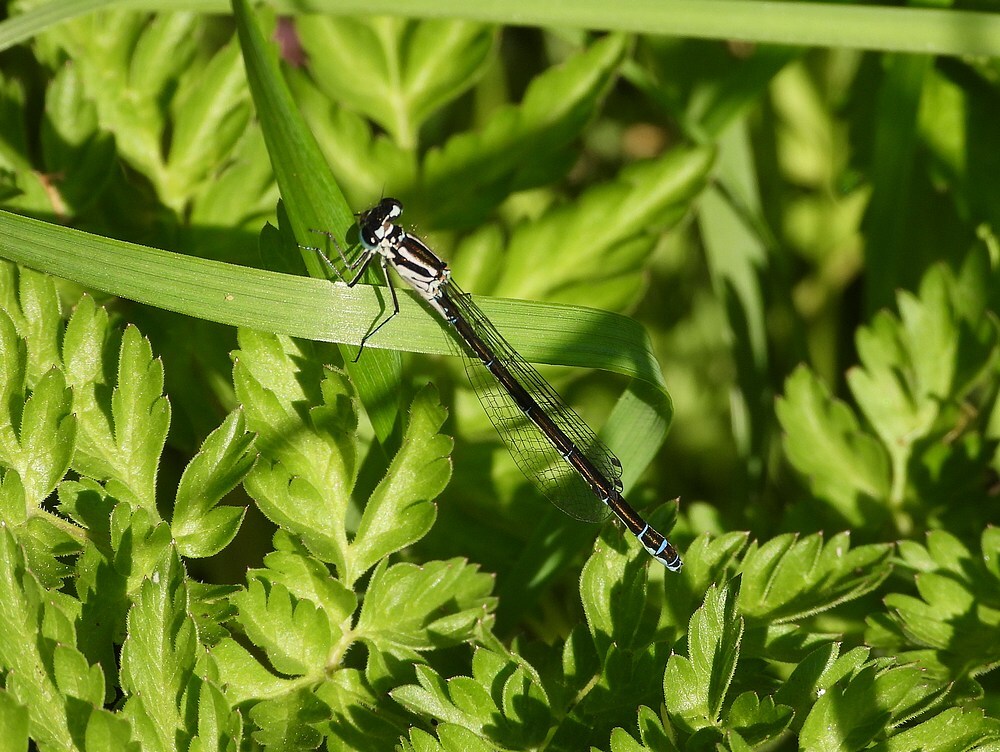 variabelewaterjufferzouweboezem01052025 2