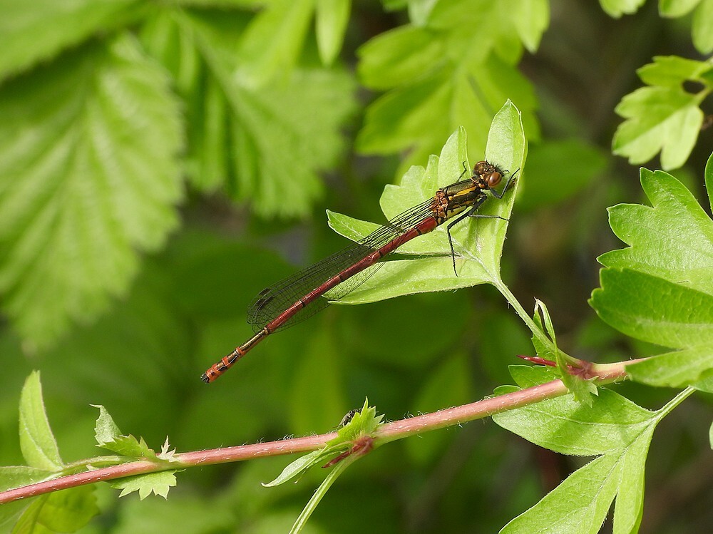 vuurjufferbuitenfortbotanischetuinenutrecht12042024