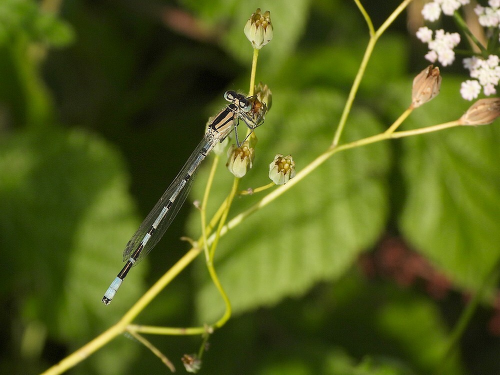 watersnuffelbotanischetuinenutrecht22072024
