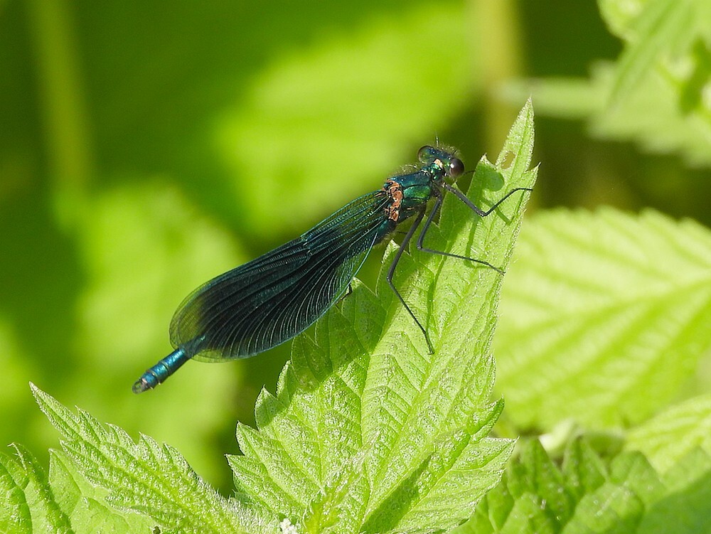 weidebeekjuffermanbotanischetuinenutrecht15052024