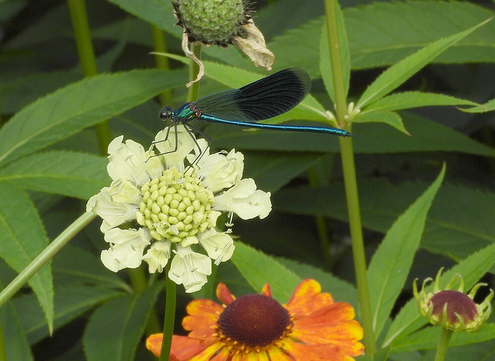 weidebeekjuffermaninsectenweidebotanischetuinenutrecht14072024