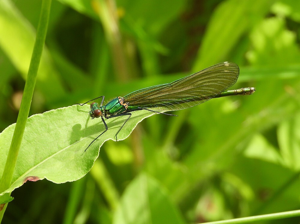 weidebeekjuffervrouwbotanischetuinenutrecht05062024 2