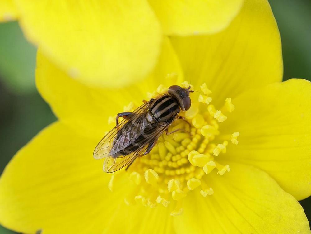 bokserwaterzweefvliegmanopdotterbloemzouweboezemgebied10042026