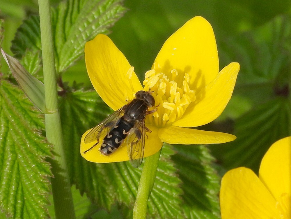 ingesnoerdewaterzweefvliegvrouwopdotterbloemontdektuinbotanischetuinenutrecht12042024 2
