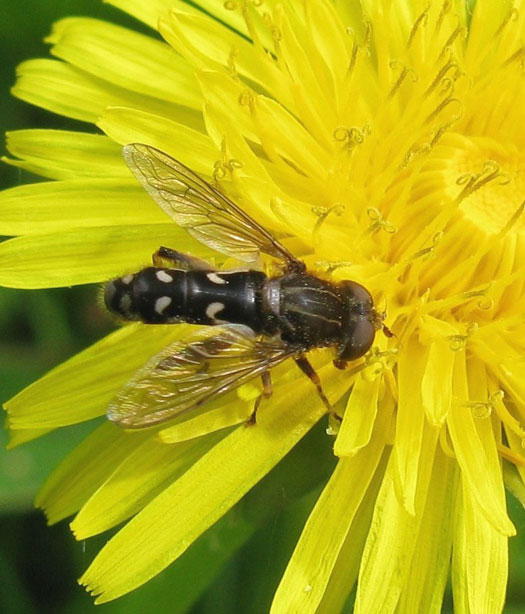 ingesnoerdewaterzweefvliegvrouwoppaardenbloemzouweboezemgebied06052012