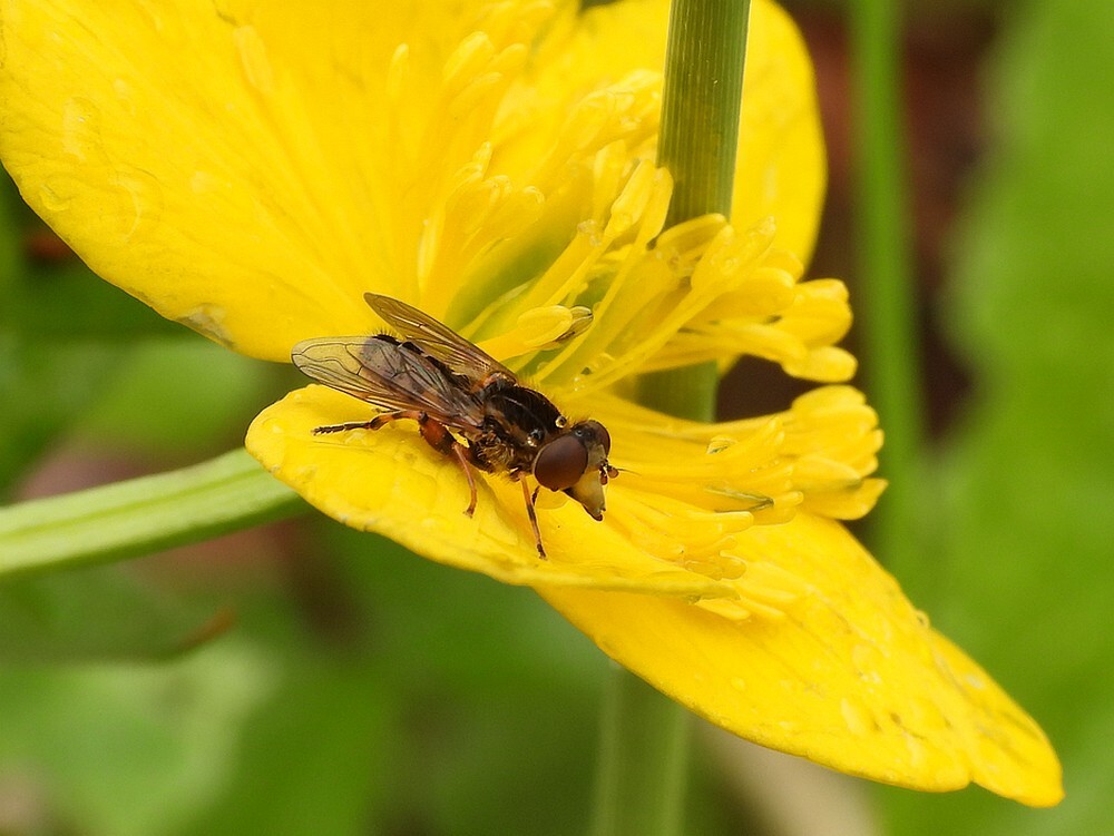 snuitwaterzweefvliegmanopdotterbloemontdektuinbotanischetuinenutrecht17042024
