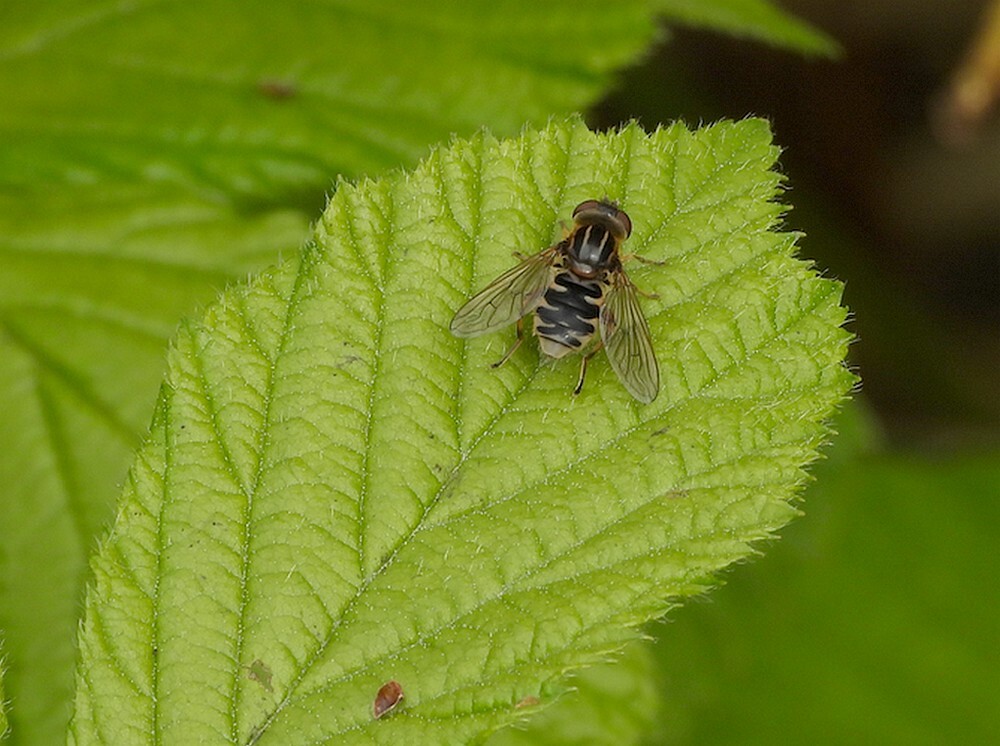 snuitwaterzweefvliegvrouwontdektuinbotanischetuinenutrecht17042024