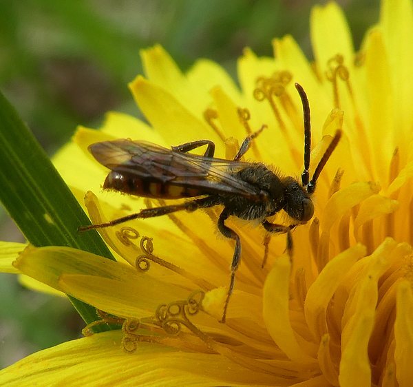 gewonedubbeltandvrouwbiesbosch06042019