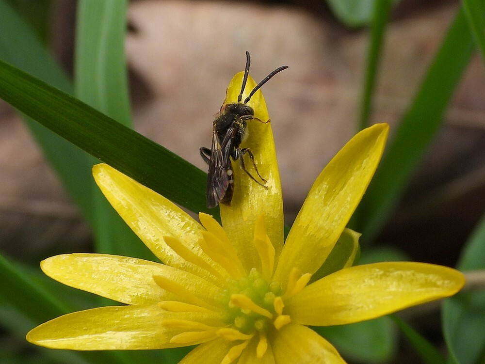 gewonekleinewespbijopspeenkruidbuitenfortbotanischetuinenutrecht18032024