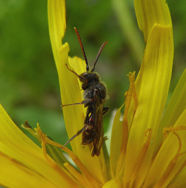 gewonekleinewespoppaardenbloembijbrabantsebiesbosch04052015