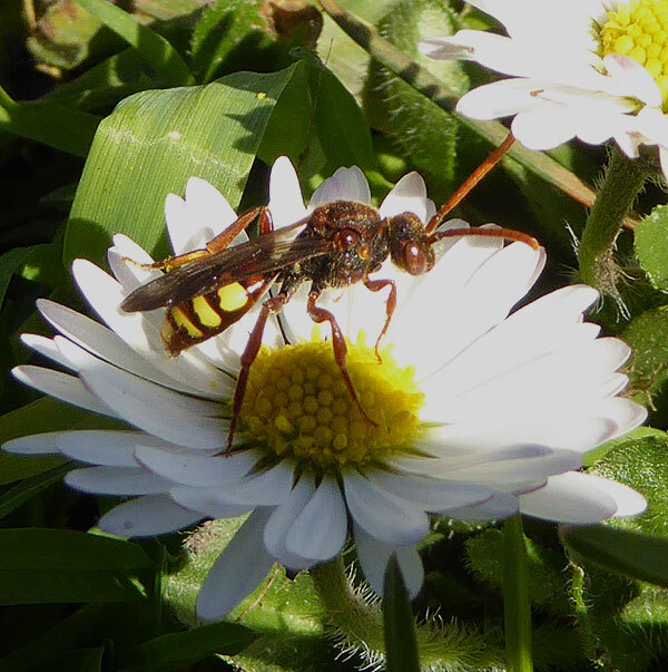 gewonewespbijopmadeliefjemeerkerk14042015 3
