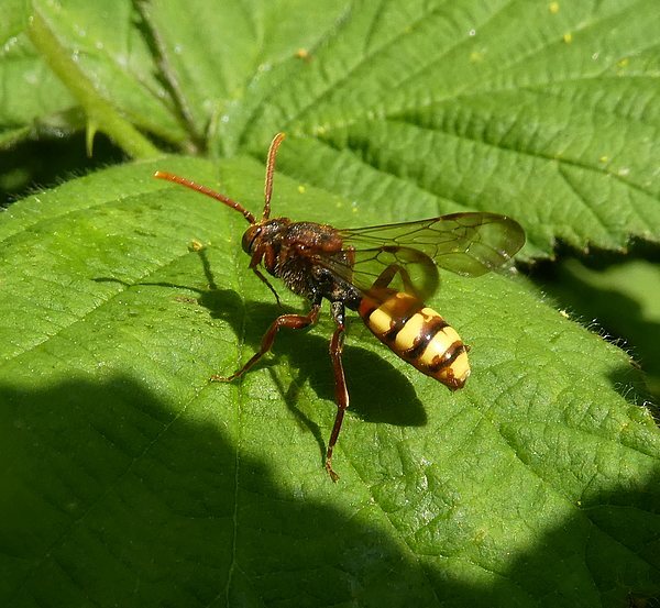 gewone wespbijvrouwbiesbosch21042019