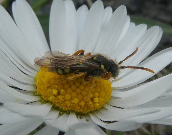 kortsprietwespbijbiesbosch28032019