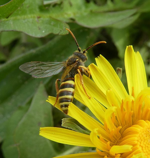 roodharigewespbijmanbiesbosch06042019