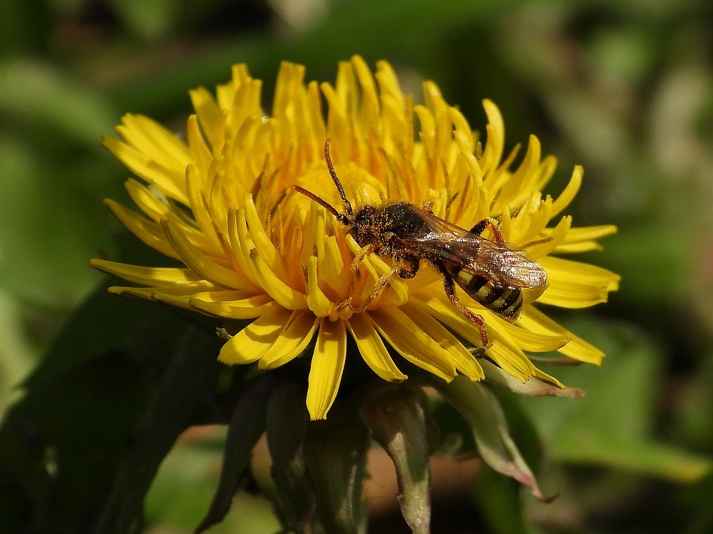 roodharigewespbijoppaardenbloemdrunenseduinen09042023