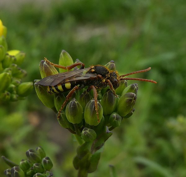 roodsprietwespbijvrouwbiesbosch06042019