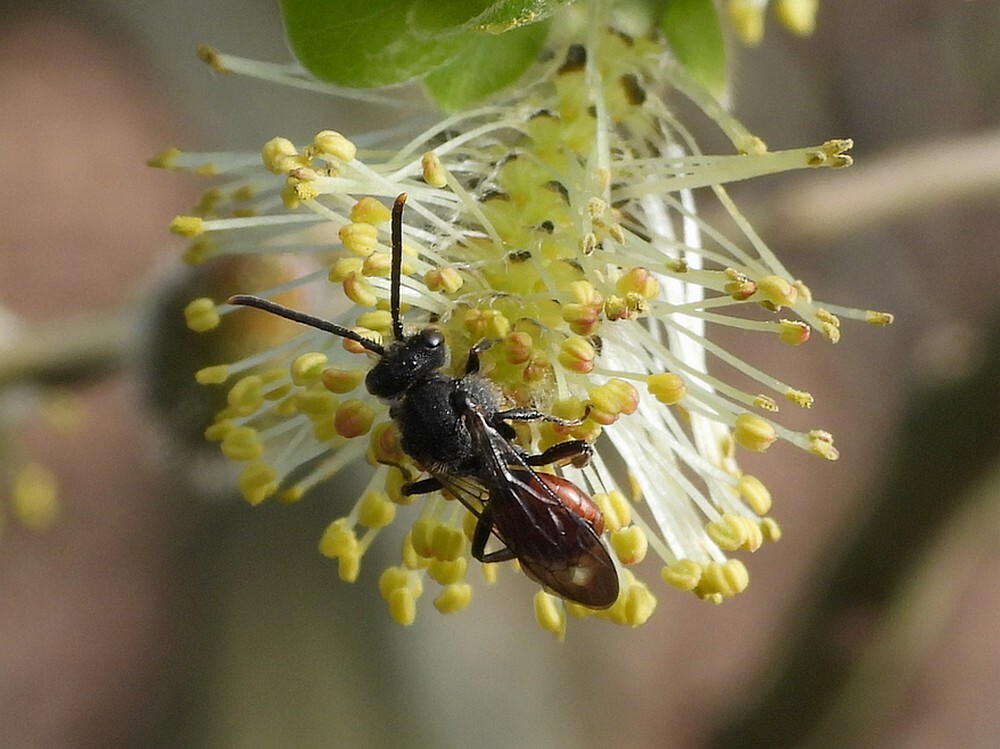 roodzwartedubbeltandopwilgbuitenfortbotanischetuinenutrecht18032024